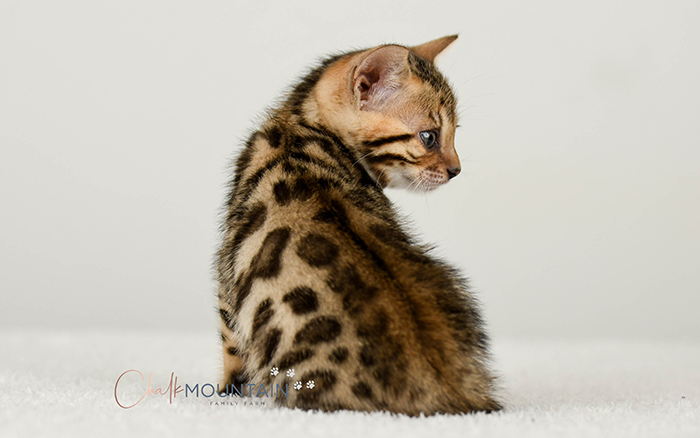 Bengal kitten for sale